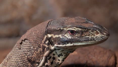 closeup of yellow-spotted monitor or argus monitor lizard opening mouth and showing tongue