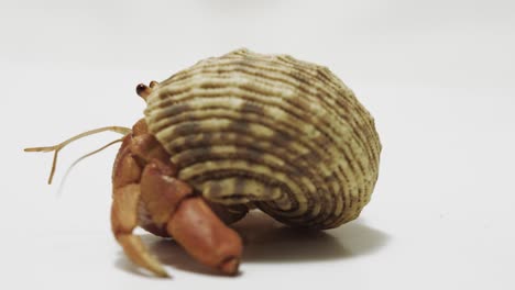 360 shot around hermit crab on white background