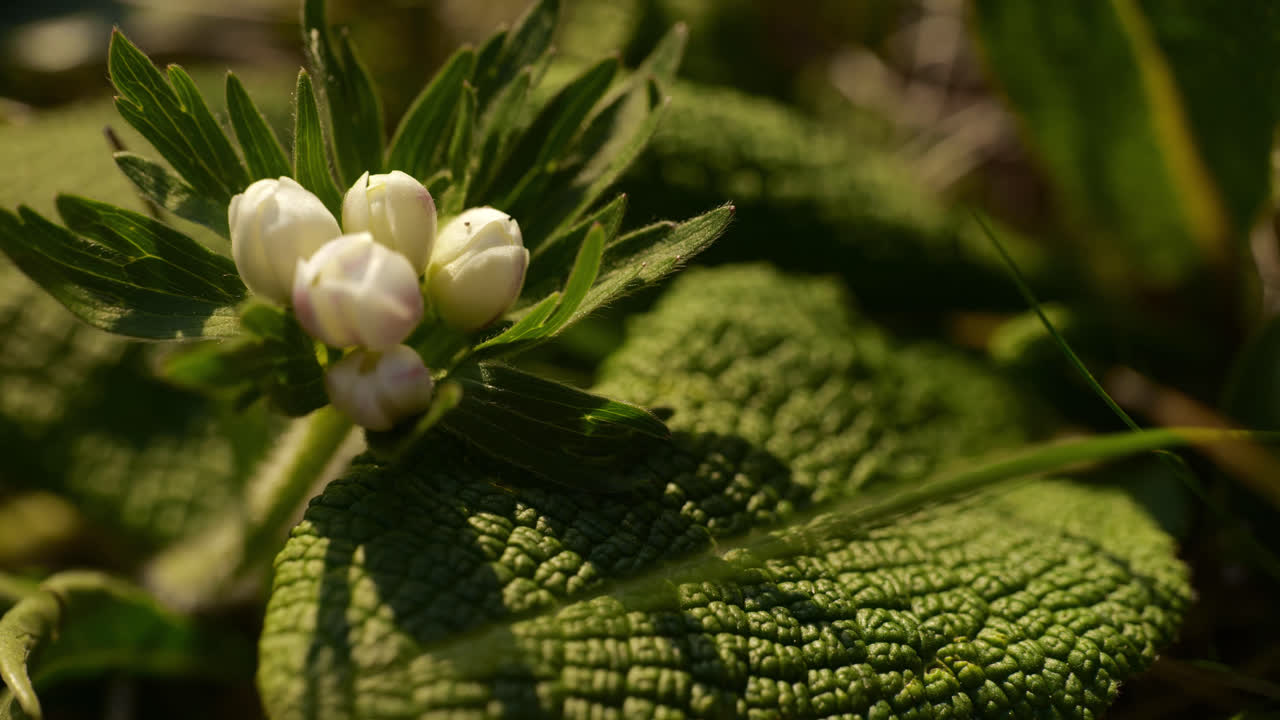 primer plano de la flor del bulbo blanco rodeada de hojas verdes coriáceas sacudiéndose en el viento