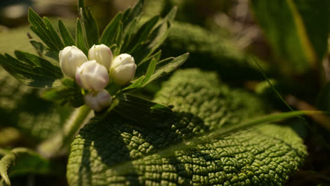 closeup of white bulb flower surrounded by leathery green leaf shaking in wind