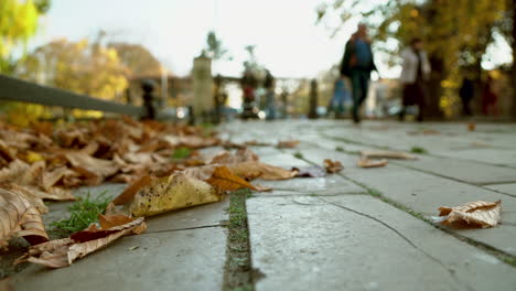 Autumn-Leaves-On-The-Ground-At-Oliwski-Park-In-Gdańsk,-Poland---selective-focus