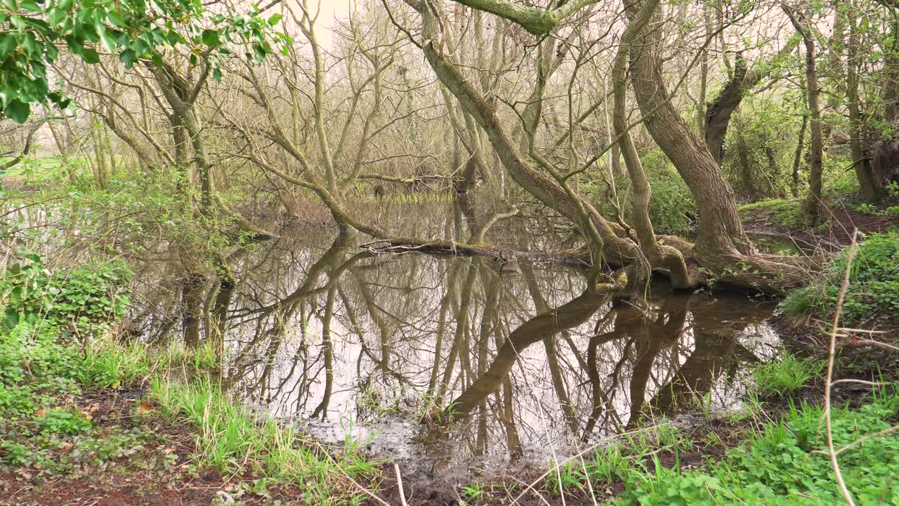 4K vecchi tronchi di salice in un piccolo lago, riflessi dei tronchi nell'acqua