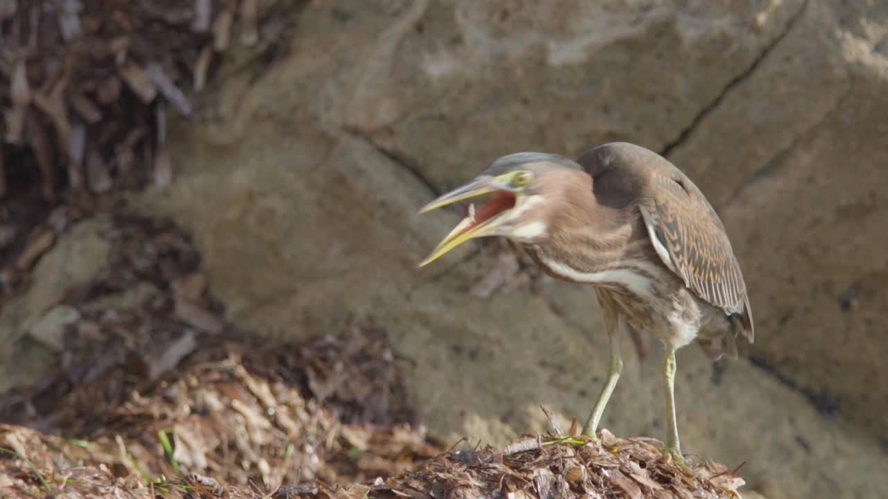 pequeño pájaro garza verde sobre algas y rocas alimentándose de insectos en cámara lenta