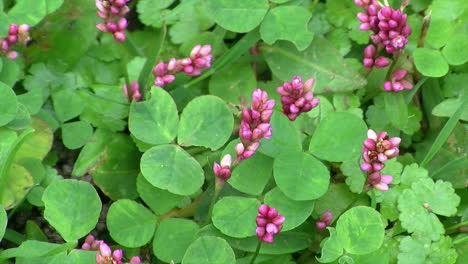 flores de trébol y pennsylvania smartweed
