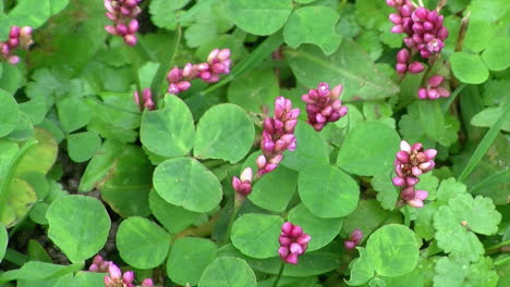 クローバーとペンシルベニアスマートウィードの花