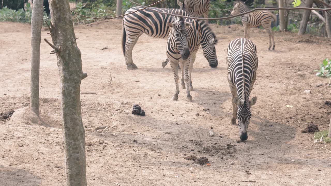un branco di belle piccole zebre a righe mangia l'erba secca nello zoo