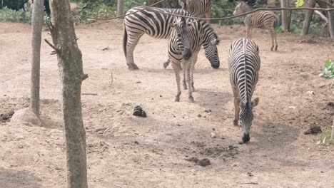 Manada-De-Hermosas-Cebras-Rayadas-Pequeñas-Comen-Pasto-Seco-En-El-Zoológico