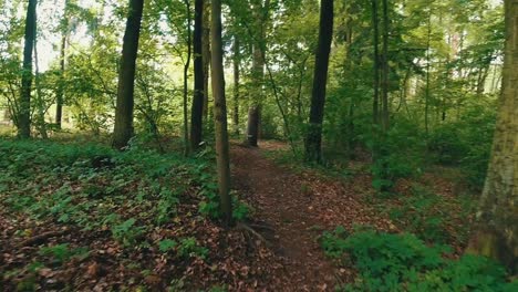 hyperlapse walk through a dense green forest