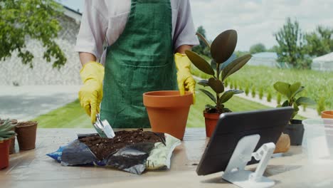 repotamiento de las plantas de interior al aire libre
