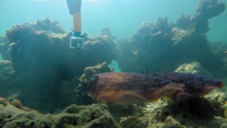 A-hand-with-gopro-camera-films-pair-of-purple-cuttlefish