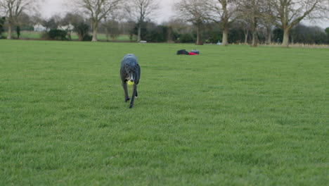 Windhund-Haustier-Tier-Zu-Fuß-In-Richtung-Kamera-Mit-Tennisball-Im-Mund