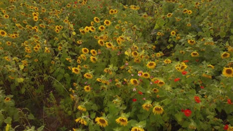 Leuchtende-Blumenfarben-Mit-Tonnen-Von-Sonnenblumen