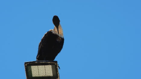 White-breasted-cormorant-Phalacrocorax-lucidus-on-lamp-post-preening-feathers