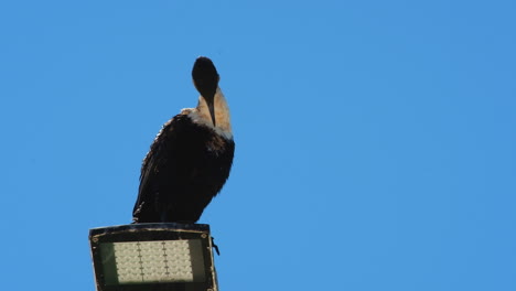 el cormorán de pecho blanco phalacrocorax lucidus en las plumas de aseo del poste de la lámpara