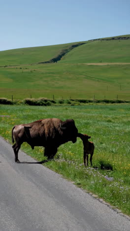 bison and calf by a country road