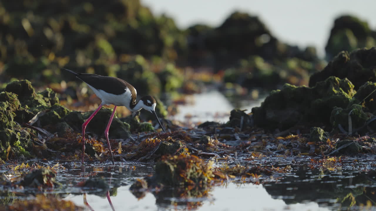 Black Necked Stilt Feeding in Seaweed Water by Rocky Reef 2