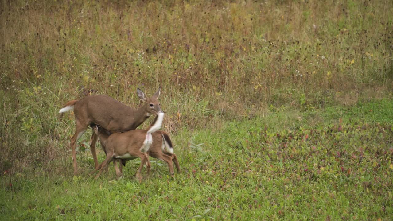 A gentle whitetail doe nurses two young fawns while standing calmly in a peaceful autumn wildlife environment. October, fall