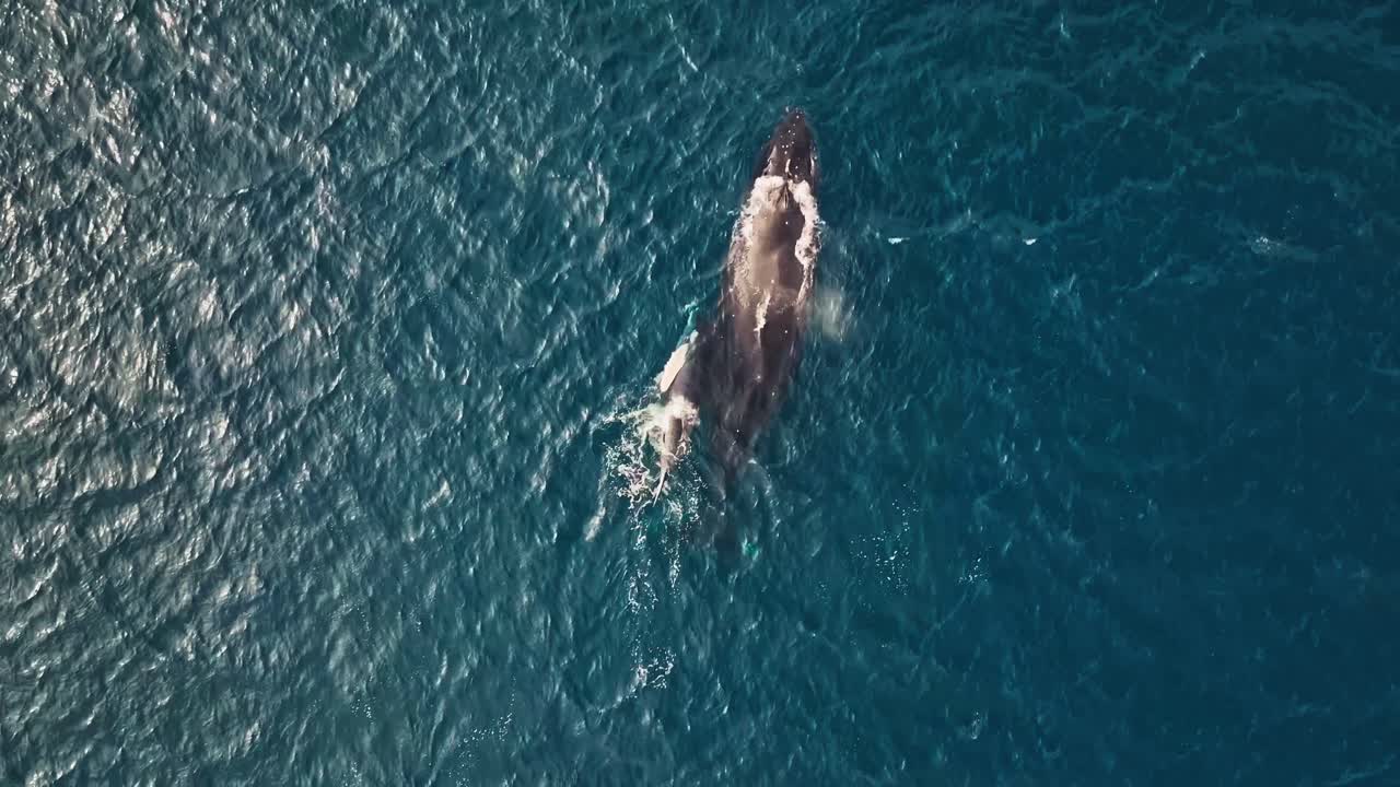 humpback whale with newborn calf swimming happy around his mother