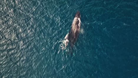 humpback whale with newborn calf swimming happy around his mother