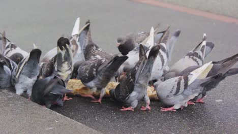 Grupo-De-Palomas-Caminando-Y-Meneando-La-Cabeza-Y-Picoteando-El-Suelo-En-Busca-De-Comida