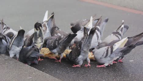 grupo de palomas caminando y moviendo sus cabezas y picoteando en el suelo en busca de comida