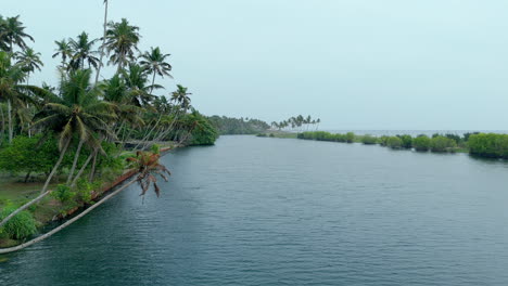 Manglares-En-La-Orilla-Del-Lago-Y-La-Orilla-Del-Mar