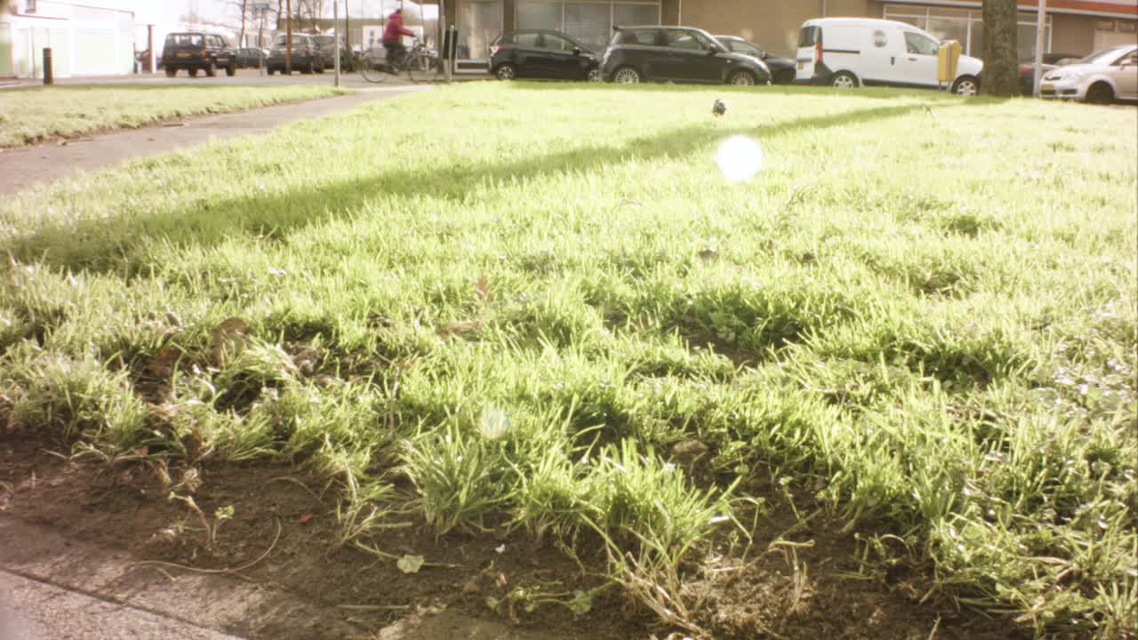 still view of flock of birds crow raven on grass land park looking curious wondering around in European residential neighborhood shopping plaza with bicyclers and cars