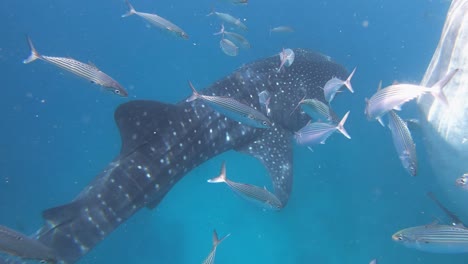 a whale shark swims slowly through the sea while another one eats plankton from the surface