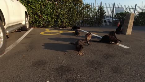 stray homeless abandoned black and brown cats in a car park eating dry cat food placed onto the floor in a boat yard