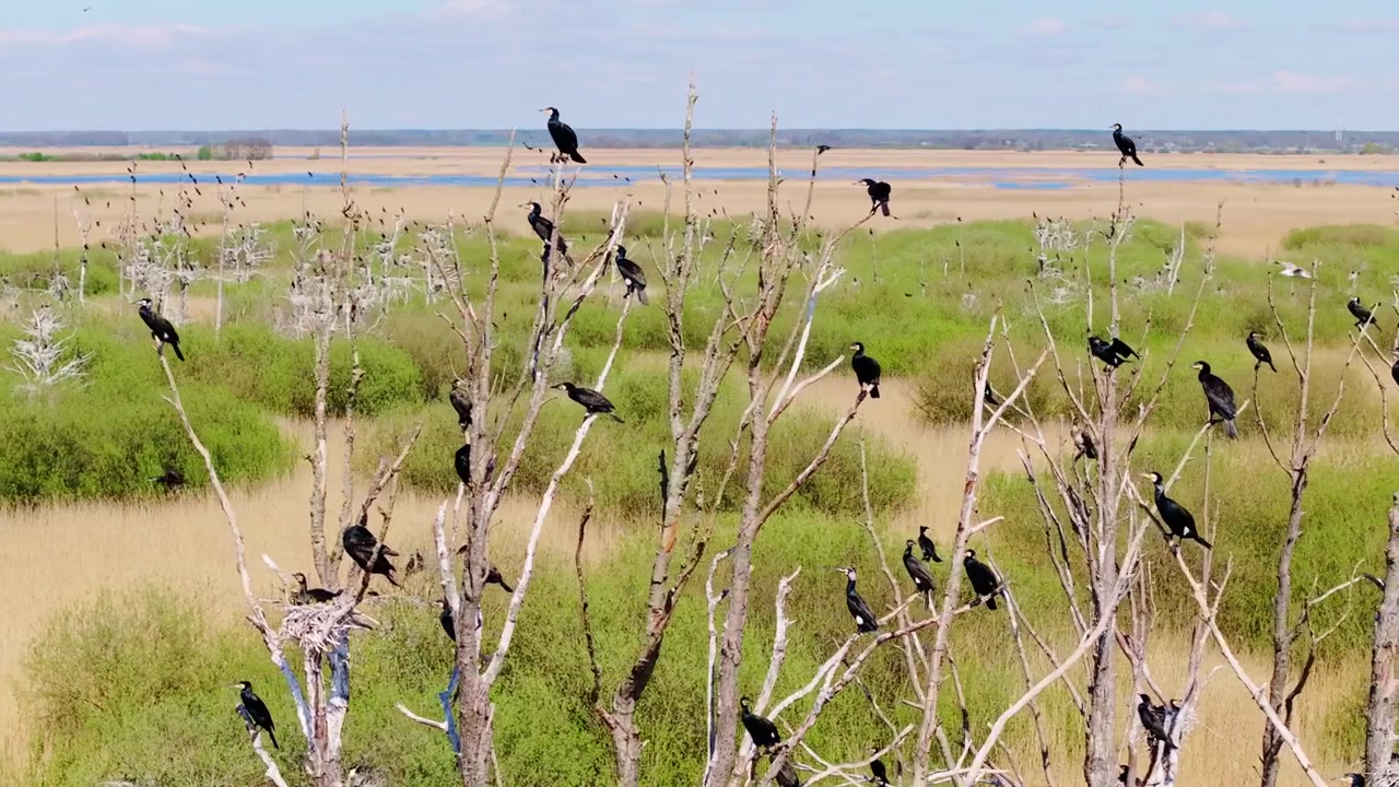 Merimetsot kokoontuneet lähellä Liepajan järven rannikon kosteikkoja Latviassa, dronen kiertokuva.