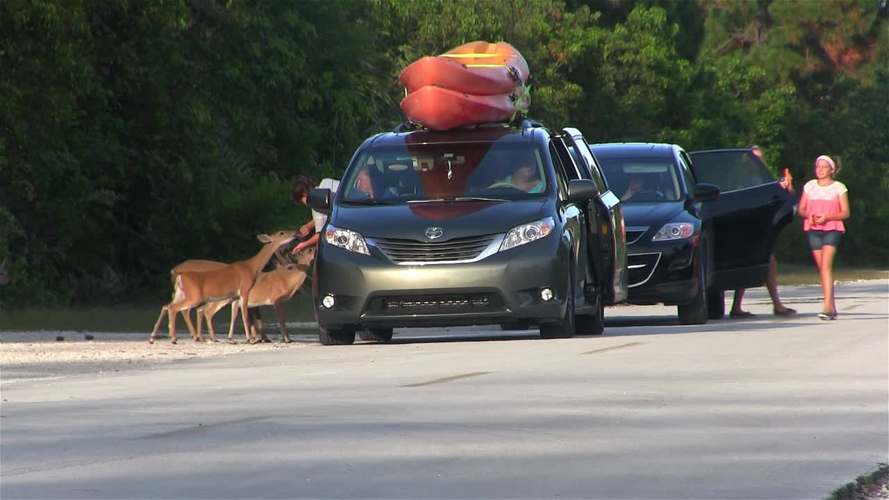 미니밴에서 관광객들이 손으로 사슴에게 먹이를 줍니다.