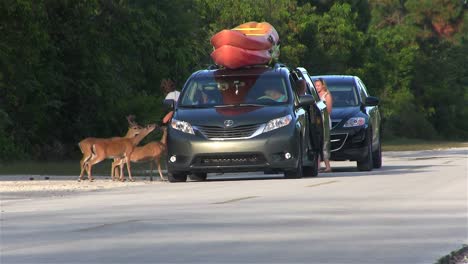 los turistas alimentan a mano a los ciervos desde una minivan