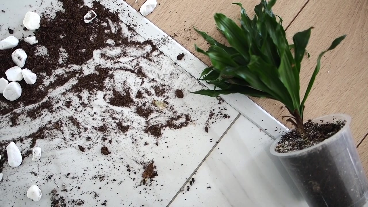 Pianta d'appartamento in vaso rovesciata su pavimento in piastrelle e legno con terra e sassi sparsi
