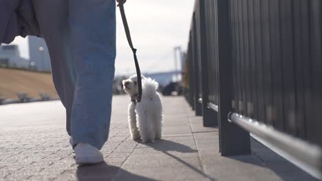 happy dog walking in the city