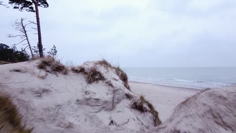 aerial view of baltic sea coastline at bernati beach in latvia, flying forward over coastal pines and over the white sand beach, sea erosion affected coastline, wide low angle revealing drone shot