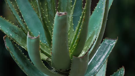 upward tilt shot of a cactus plant in a green garden during a rain storm. long lens deep depth of field.