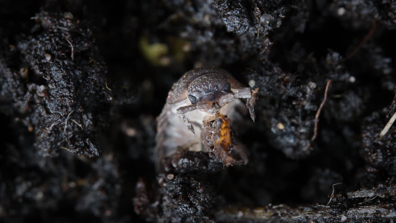 Woodlouse eating grub. Common rough woodlouse, Porcellio scaber, in soil.