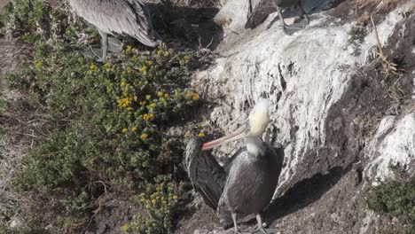 Un-Pelícano-Sobre-Una-Roca-Blanca-Limpiando-Plumas-En-Un-Día-Soleado-En-La-Costa-De-California