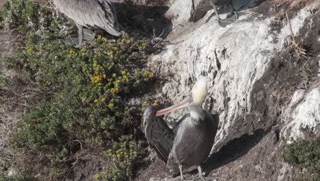 un pelícano en una roca blanca limpiando plumas en un día soleado en la costa de california
