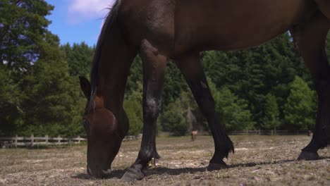 primer plano de 4k de lindo caballo marrón comiendo hierba en la luz del día de la granja
