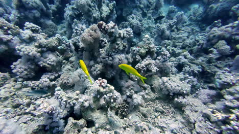 pez cabra de silla amarilla en los arrecifes del mar rojo en sharm el-sheikh, egipto