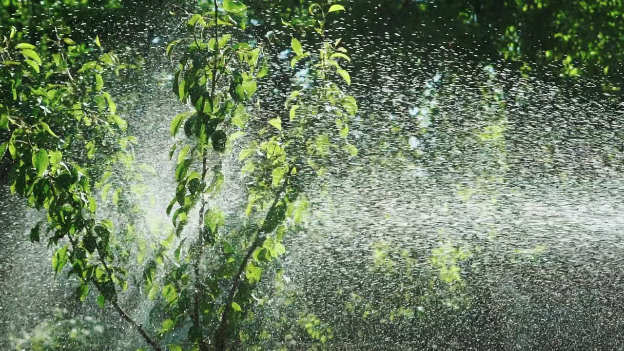 Spraying water over garden. Close up view of green plants watering in garden