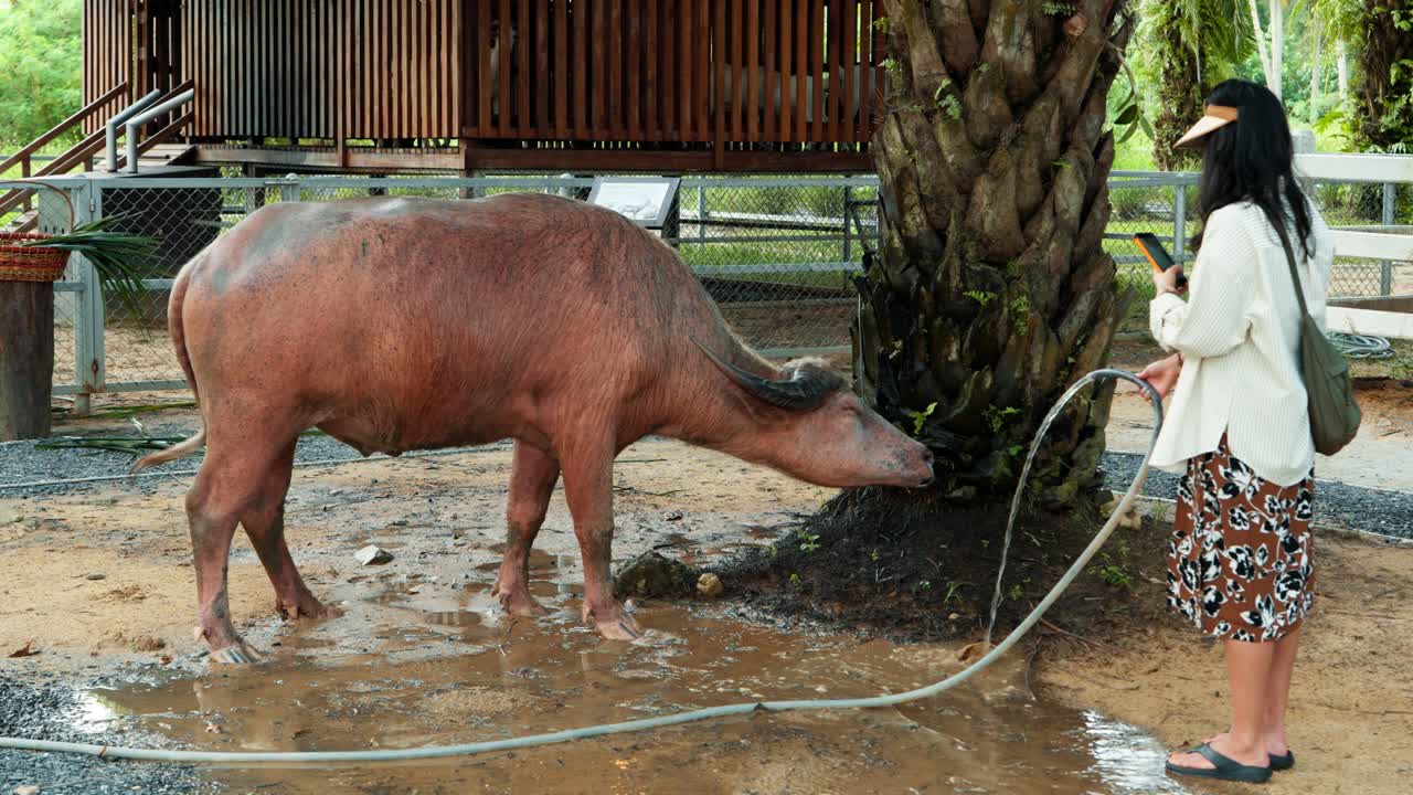 In a funny slow-motion clip, a tourist woman gives a water buffalo a drink from a hose at a farm in Thailand, and the animal unexpectedly sneezes, creating a comical and memorable travel moment