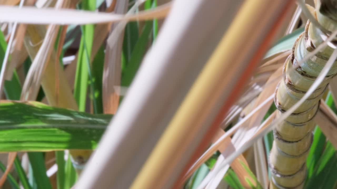 A crisp slow-motion close-up of a sugarcane stalk swaying in the tropical breeze, showing its natural texture and structure. Ideal for agriculture, nature, food production, and sustainability themes