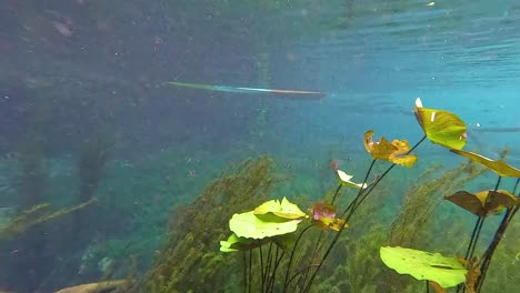 serene underwater scene with plants and clear water