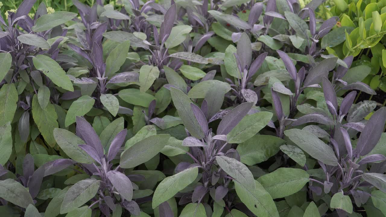 la salvia de jardín es una planta medicinal con propiedades antisépticas y antibióticas