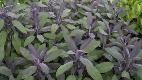 the garden sage is a medicinal plant with antiseptic and antibiotic properties