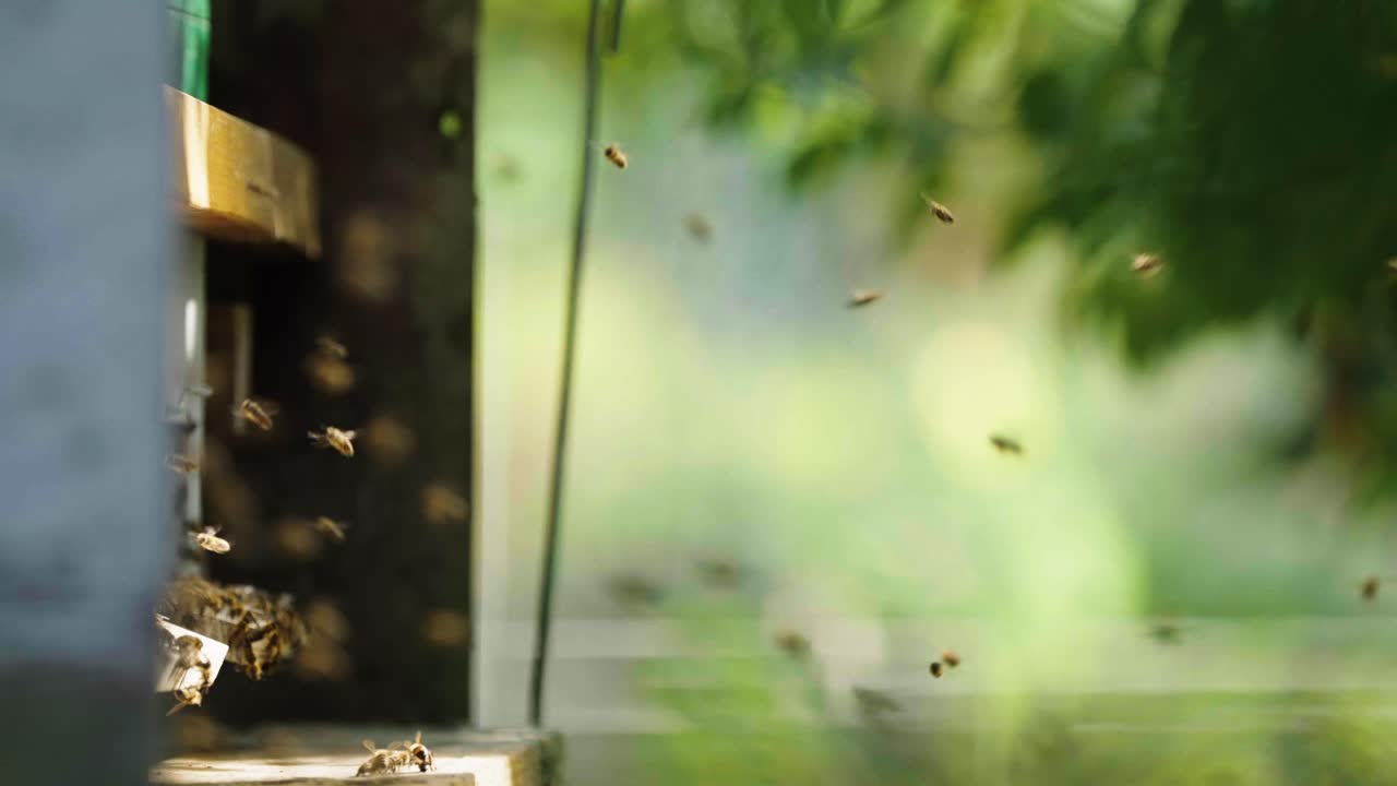 벌 들 은 느린 움직임 으로 과수원 을 가로질러 벌집 으로 날아간다