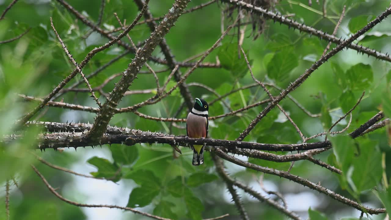 la cámara se aleja revelando el lado delantero de este pájaro encaramado en una rama espinosa mientras mira a su alrededor, eurylaimus ochromalus de pico ancho negro y amarillo, parque nacional kaeng krachan, tailandia