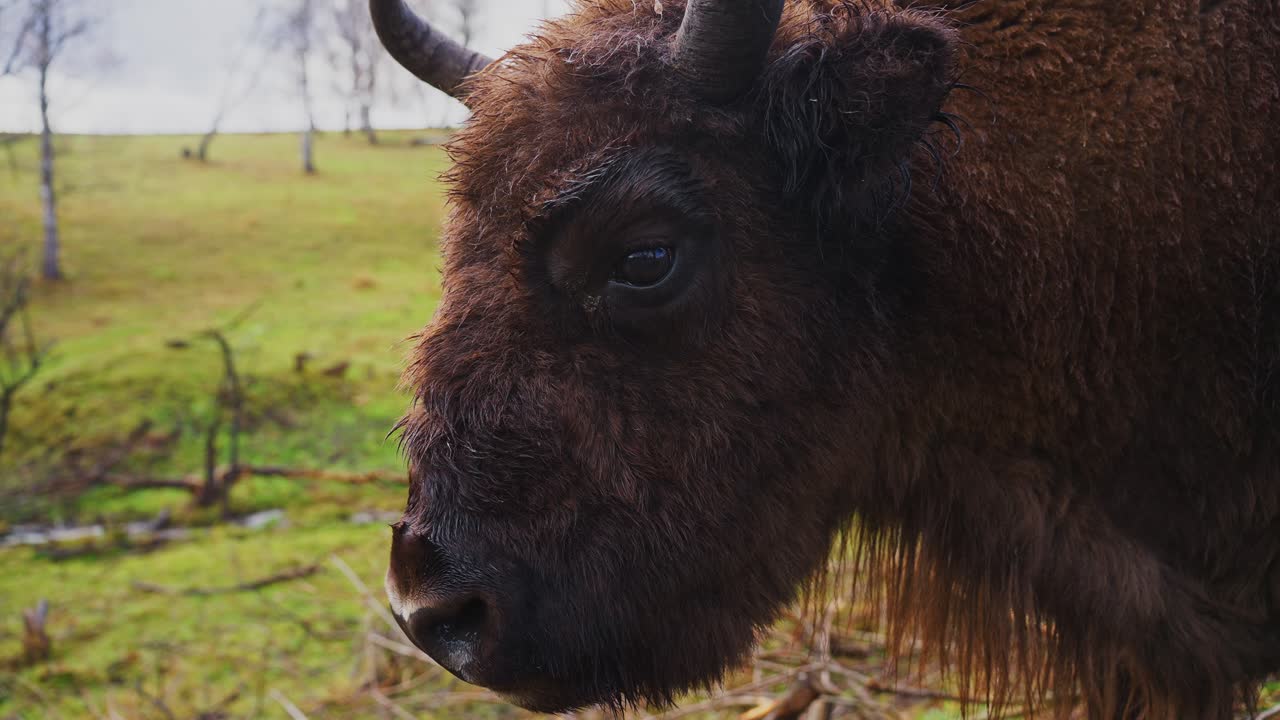 European Bison in a Field
